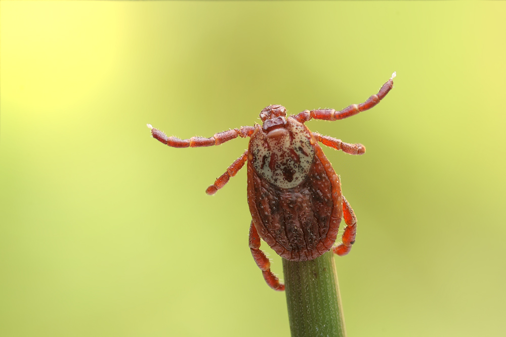 Dermacentor_marginatus_cf_Schafzecke_Weibchen.jpg