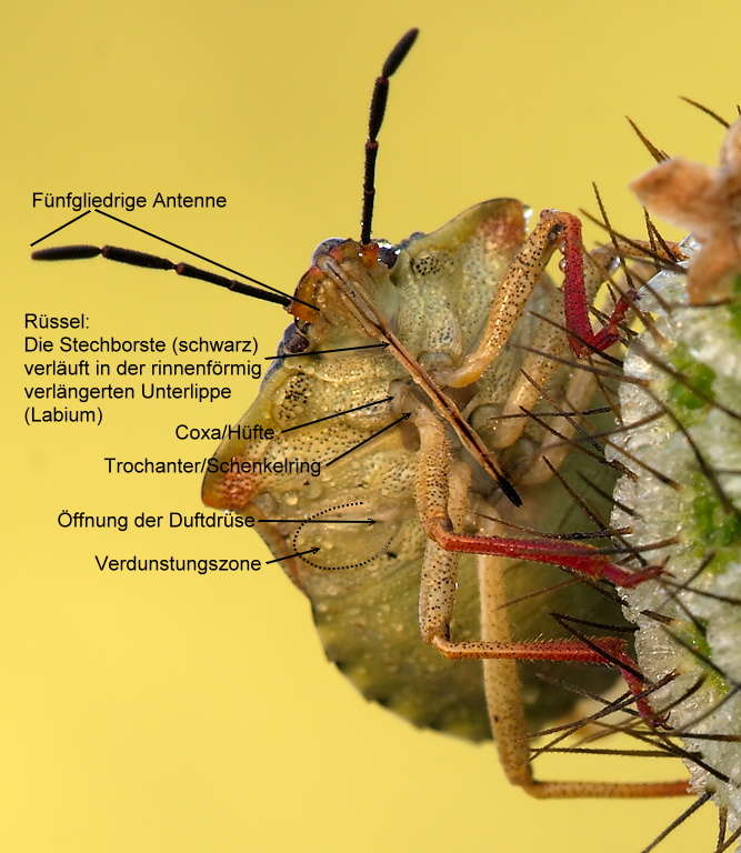 wanze_unterseite.jpg