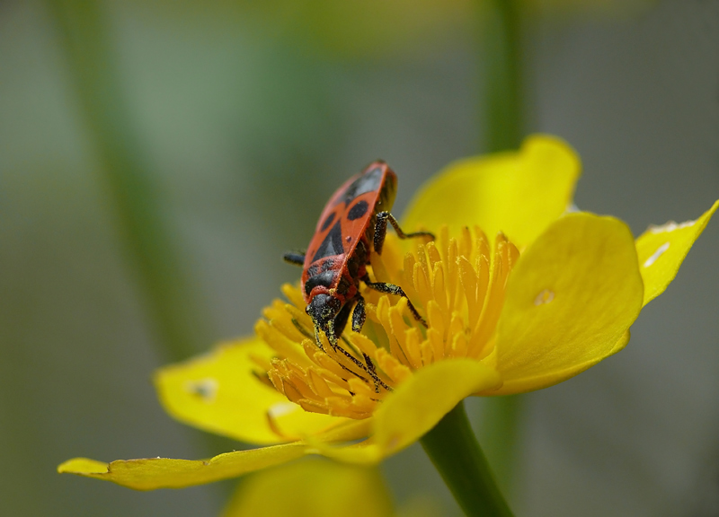 feuerwanze_caltha_203.jpg