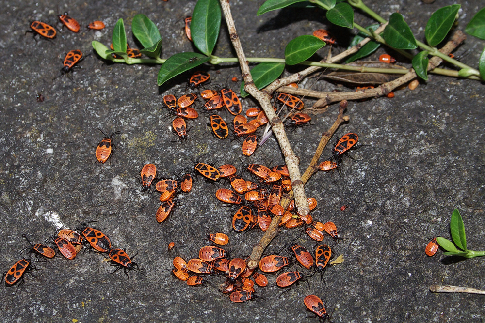 pyrrhocoris_apterus_feuerwanze_herzogenaurach_juni_07_1_113.jpg