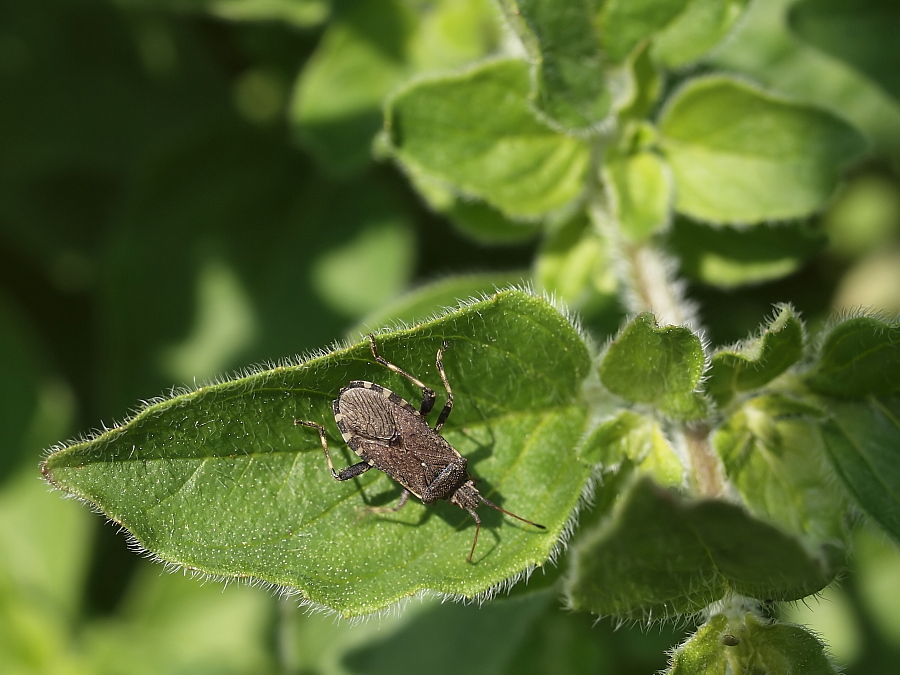 randwanze_ceraleptus_gracilicornis_20100525_152.jpg