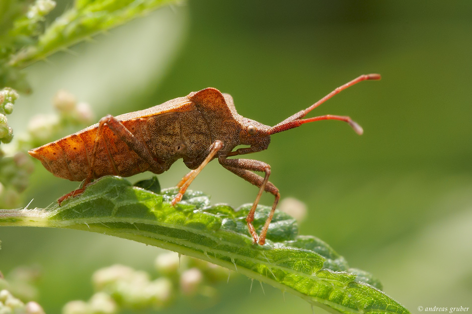 _mg_8794_lederwanze_190.jpg