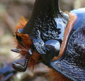 P1290426a.JPG