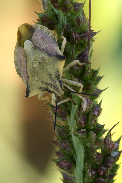 Carpocoris_fuscispinus_07.JPG