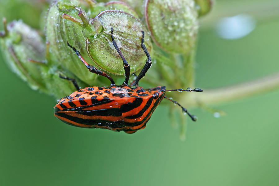 graphosoma_lineatum_streifenwanze_175.jpg