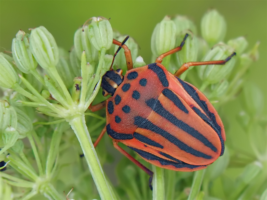 graphosoma_semipunctatum_2_169.jpg