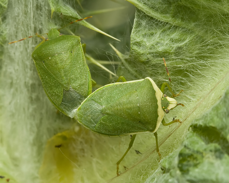 mating_nezara_viridula_199.jpg