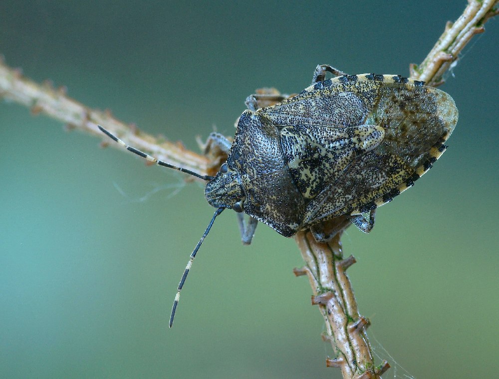 raphigaster_nebulosa__graue_feldwanze_302.jpg