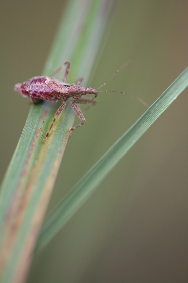 20100918_himacerus_mirmicoides__ameisen_sichelwanze_2_433.jpg