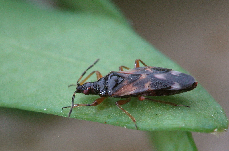 anthocoris_nemoralis2_670.jpg