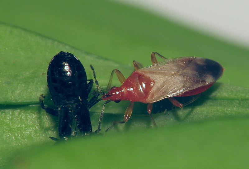 anthocoris_nemoralis1_205.jpg