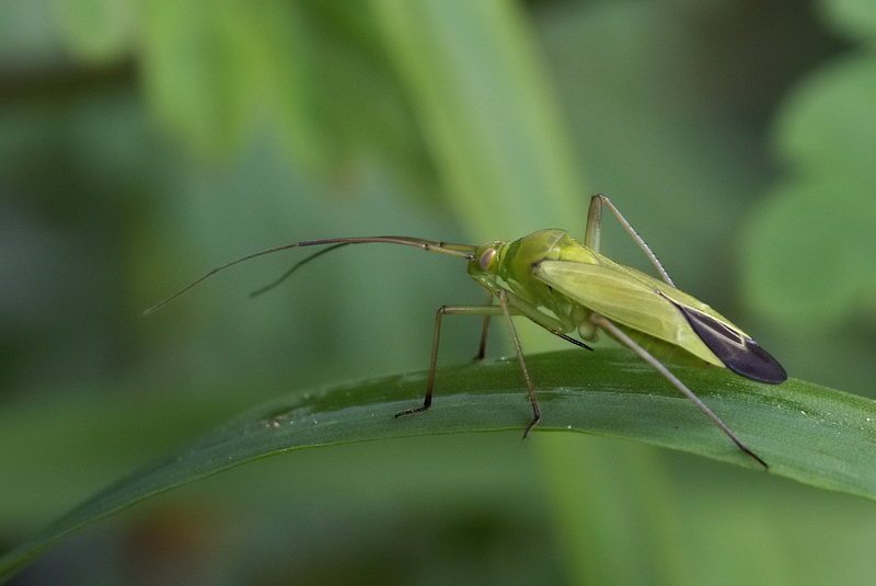 calocoris_affinis_205.jpg