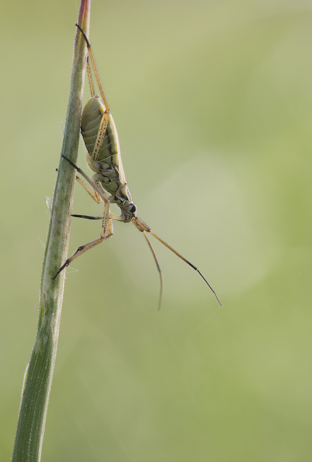 leptopterna_dolabrata_dolchwanze_weibchen_105.jpg