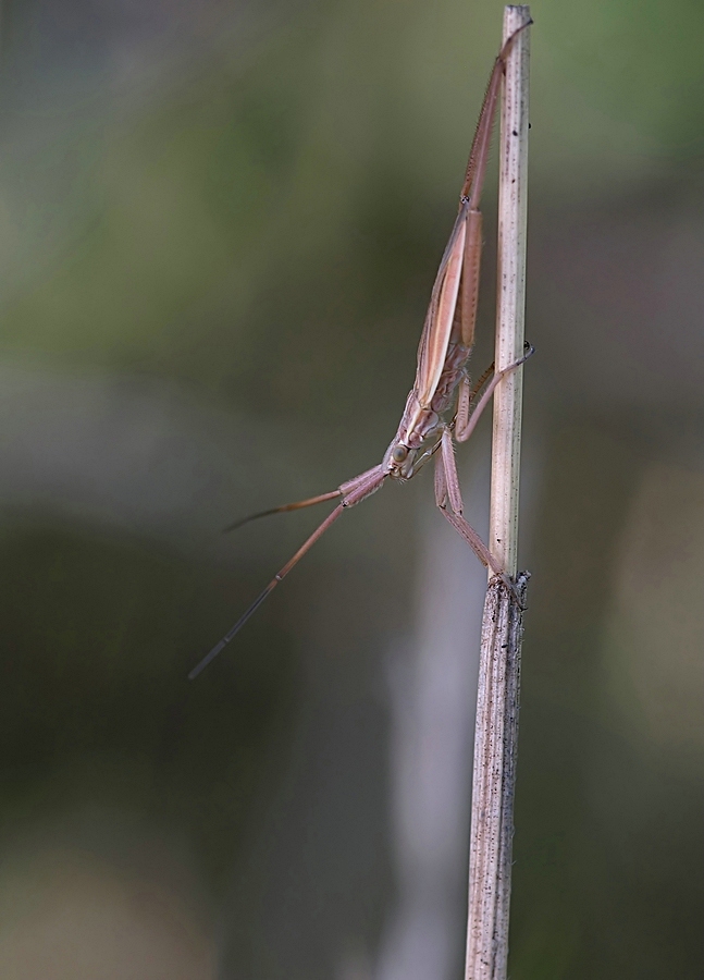 notostira_elongata2.jpg