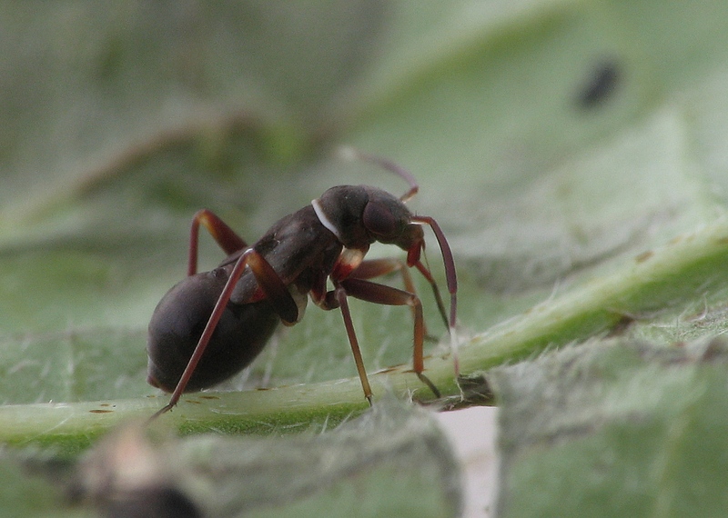 pilophorus_perplexus_juv.jpg