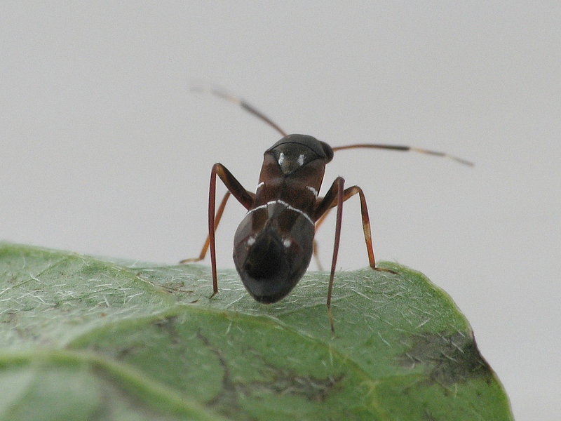 pilophorus_perplexus2.jpg