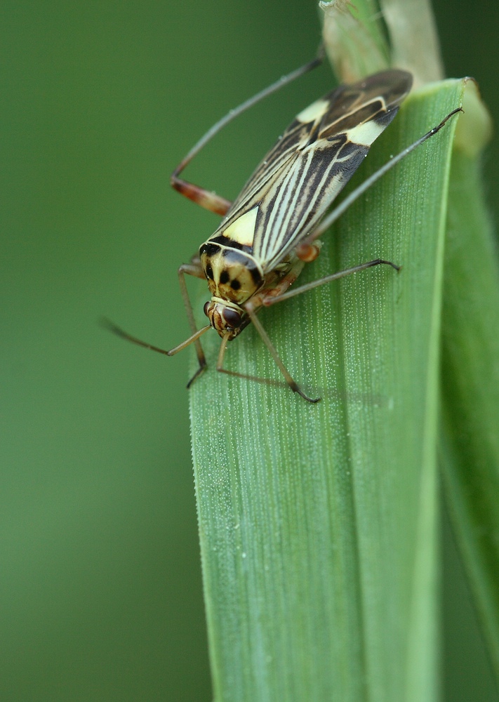 rhabdomiris_striatellus_eichen_schmuckwanze_156.jpg