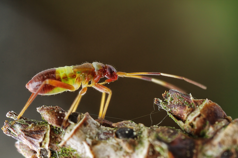 closterotomus_biclavatus_zweikeulen_weichwanze_blindwanzen_schoenbrunn_mai_09x_1_352.jpg