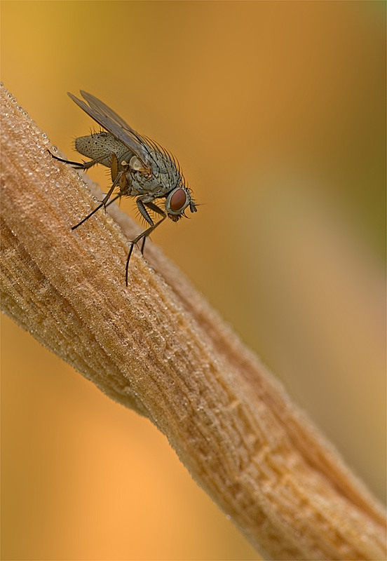 IMGP1401a(800H)a.jpg