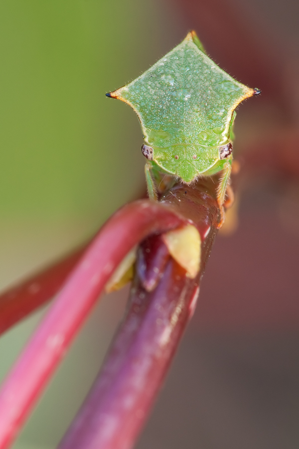 20100918_stictocephala_bisonia__bueffelzirpe_frontal_151.jpg