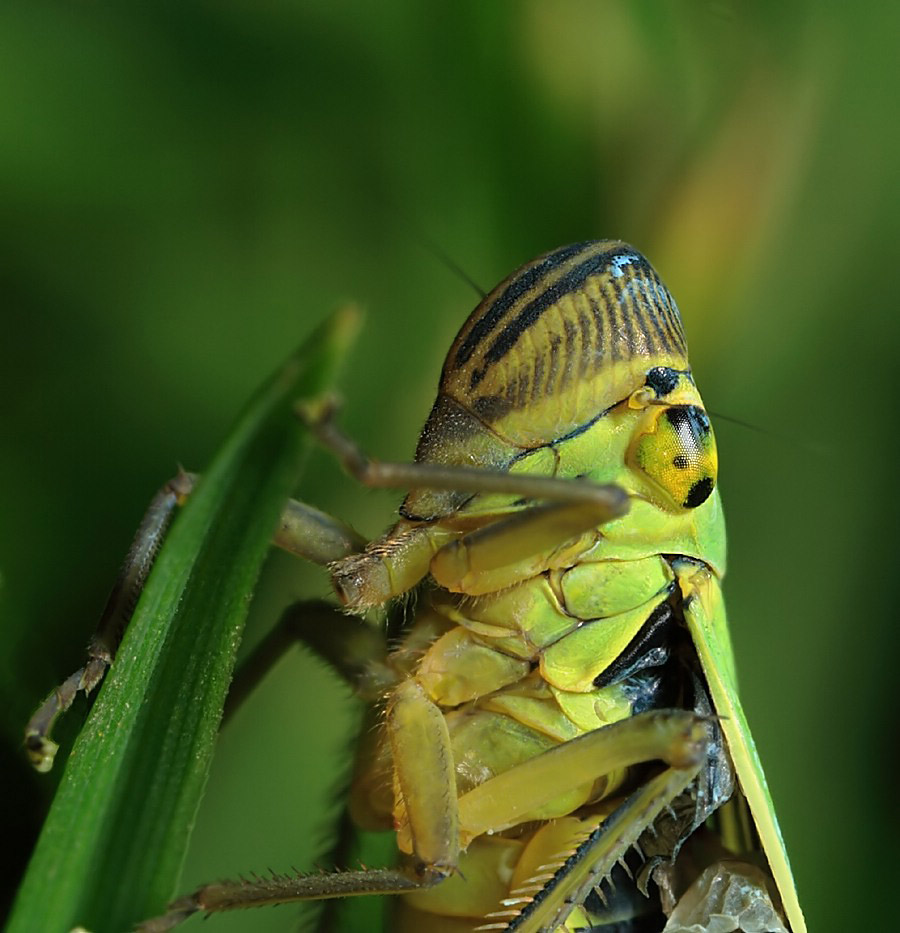 cicadella_viridis_4__100.jpg