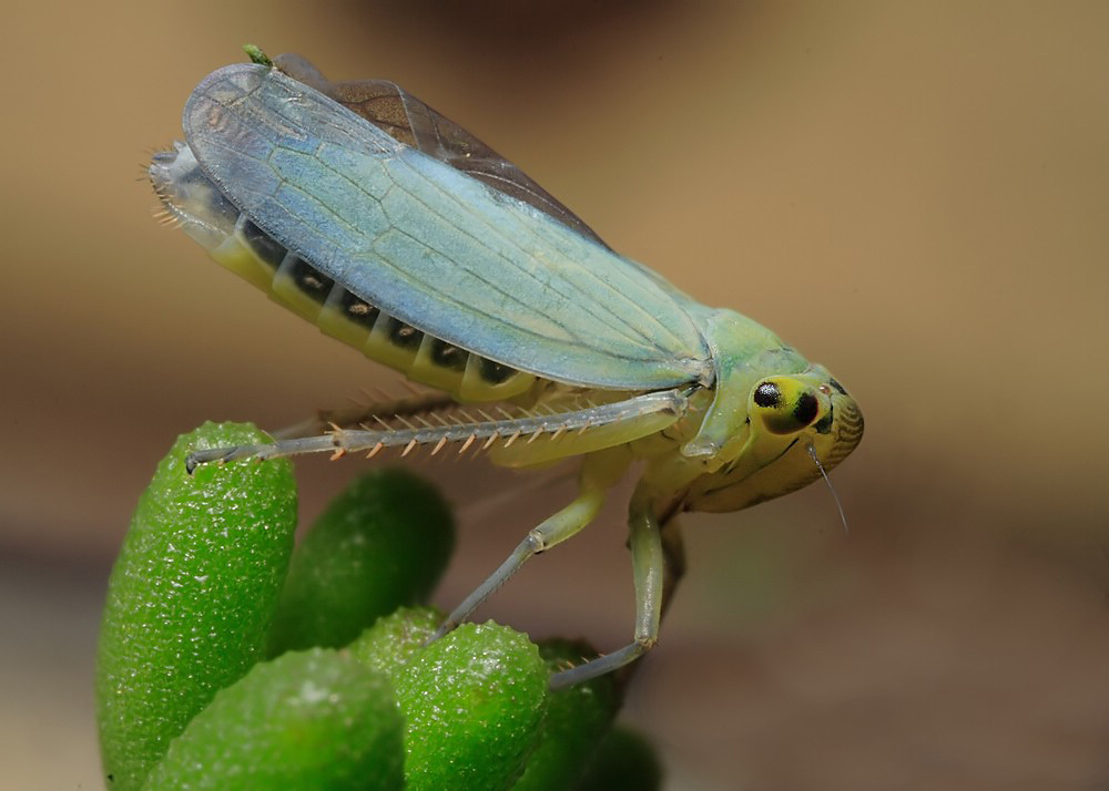 cicadella_viridis_1__597.jpg