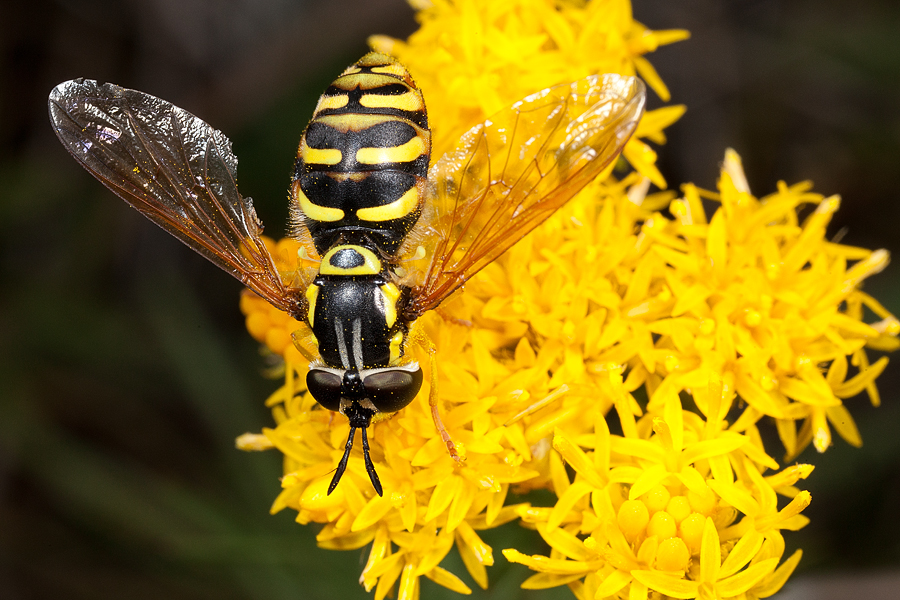 chrysotoxum_octomaculatum2_229.jpg