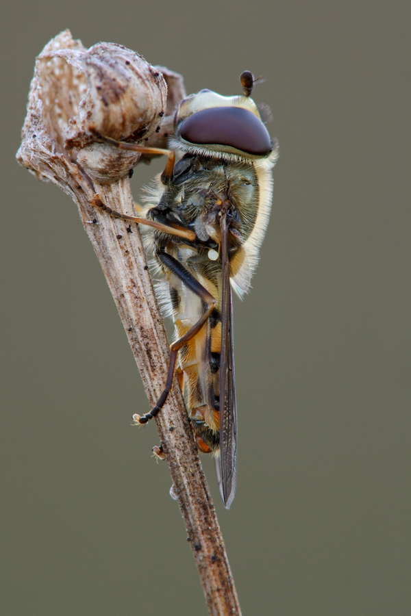 schwebfliege_metasyrphus_spec2_117.jpg