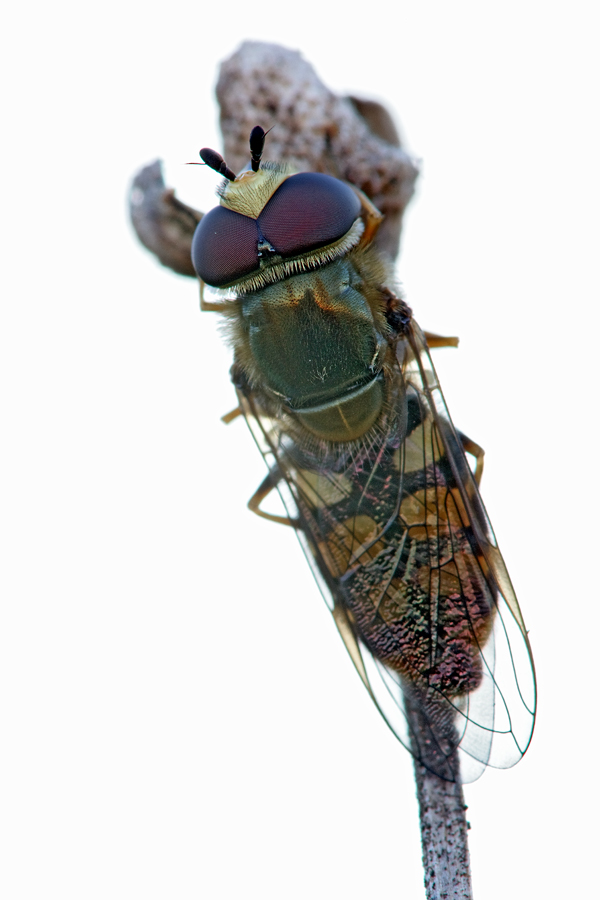 schwebfliege_metasyrphus_spec_211.jpg