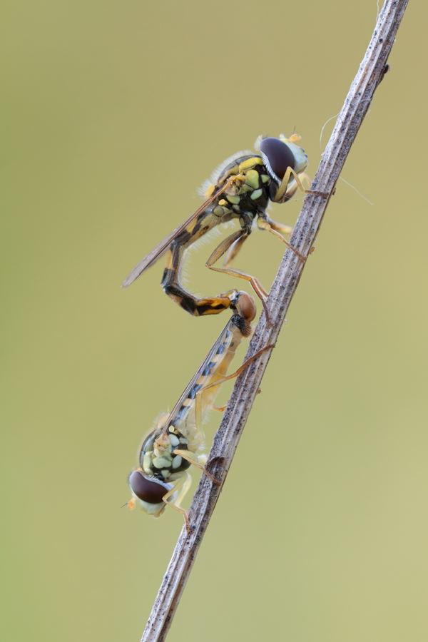 _mg_0718_sphaerophoria_scripta__gemeine_langbauchschwebfliege_bearbeitet_109.jpg