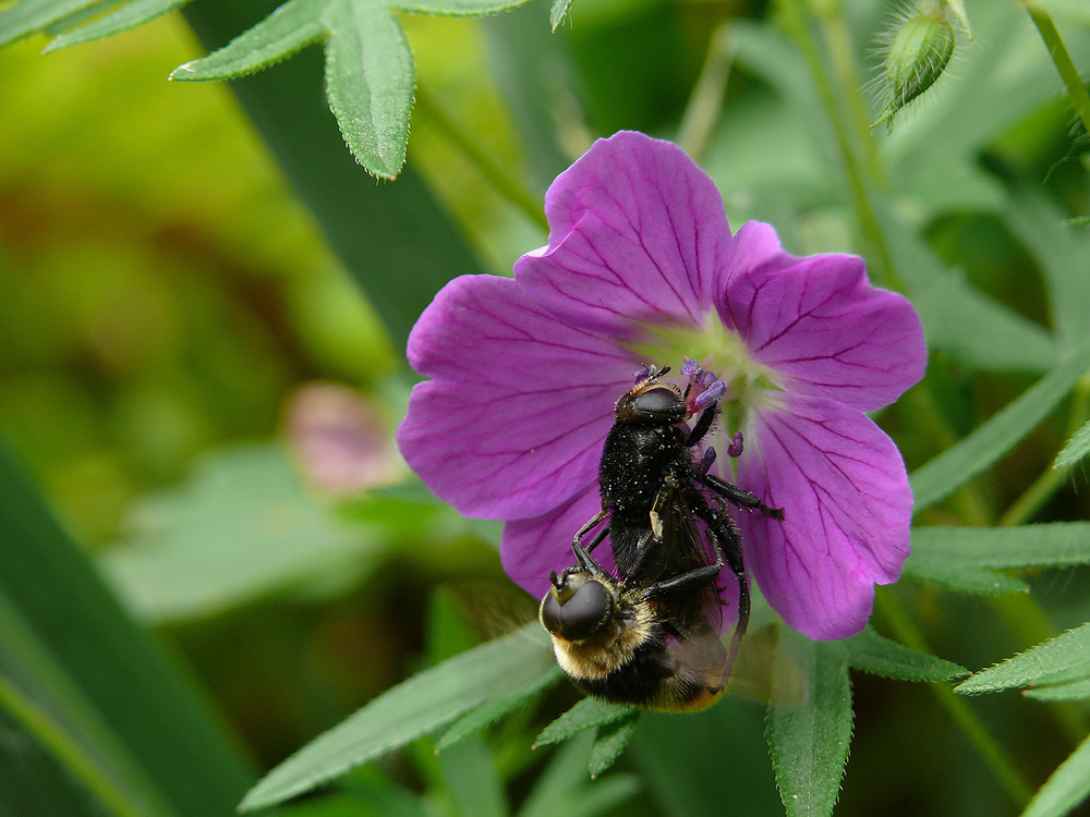 volucella_bomylans_120.jpg