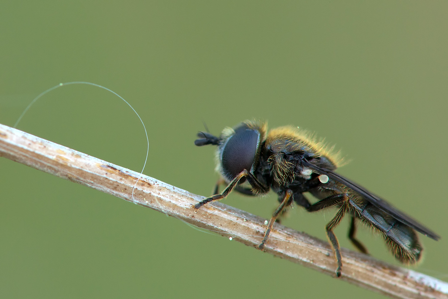 cheilosia_lasiopa2_102.jpg