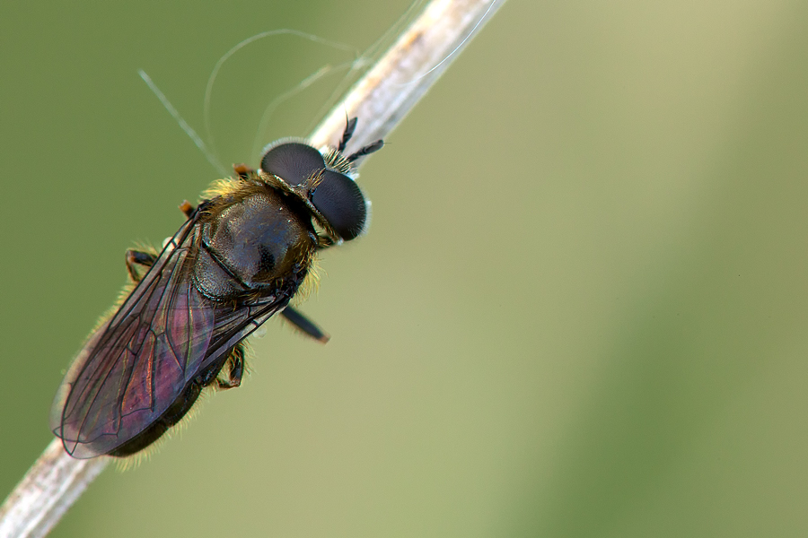 cheilosia_lasiopa1_187.jpg