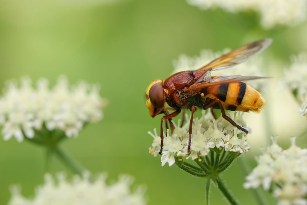 volucella_zonaria_seite_132.jpg