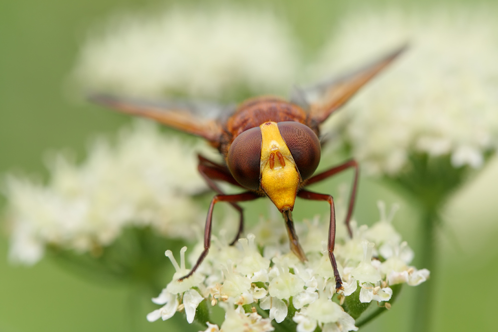 volucella_zonaria_front_139.jpg