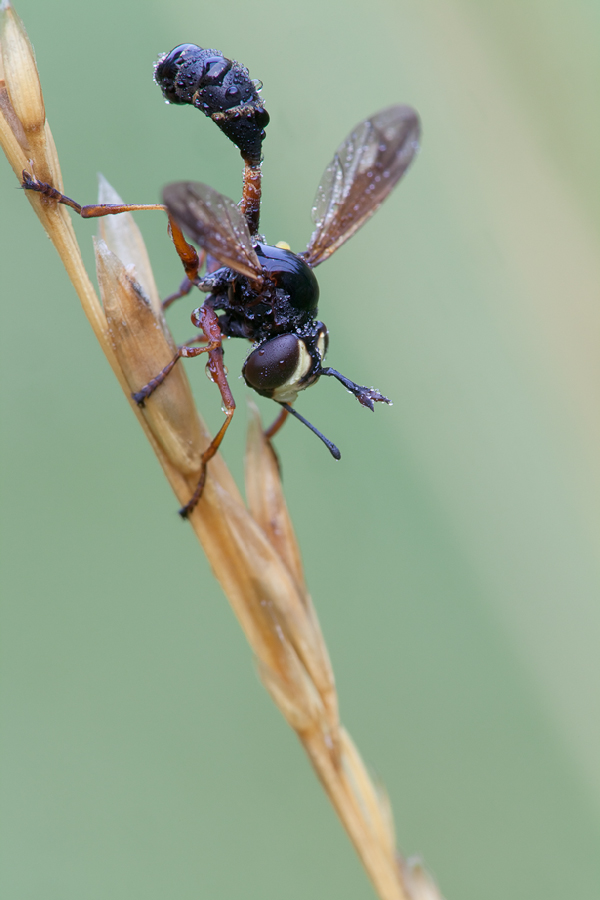 20110710_dickkopffliege_physocephala_rufipes_1_108.jpg