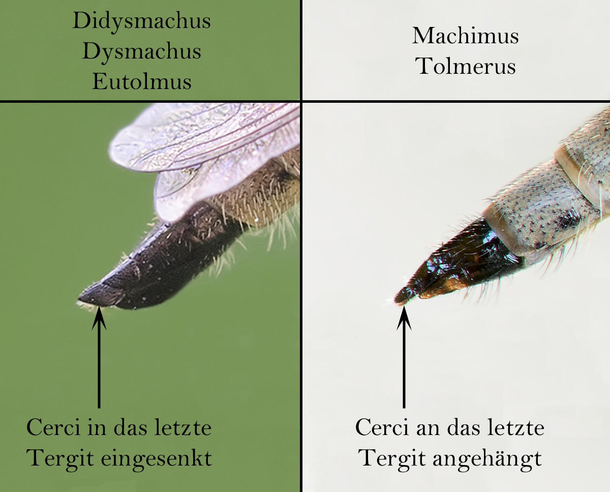 Vergleich_Genitalien_Dysmachus_-_Machimus.jpg