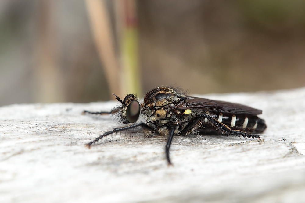 cyrtopogon_lateralis__kleine_makelfliege_mittelfranken_tl_juni_2011x_009_174.jpg