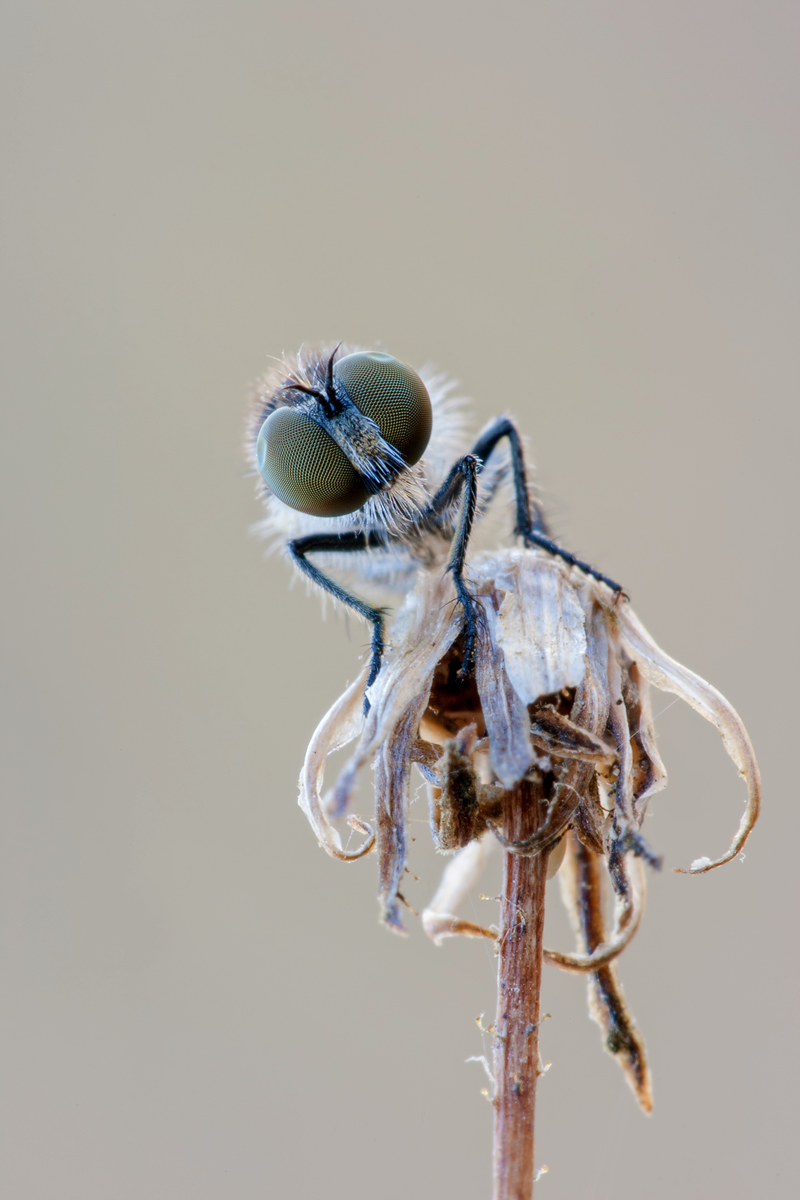 holopogon_nigripennis_6p4v9284mf_792.jpg