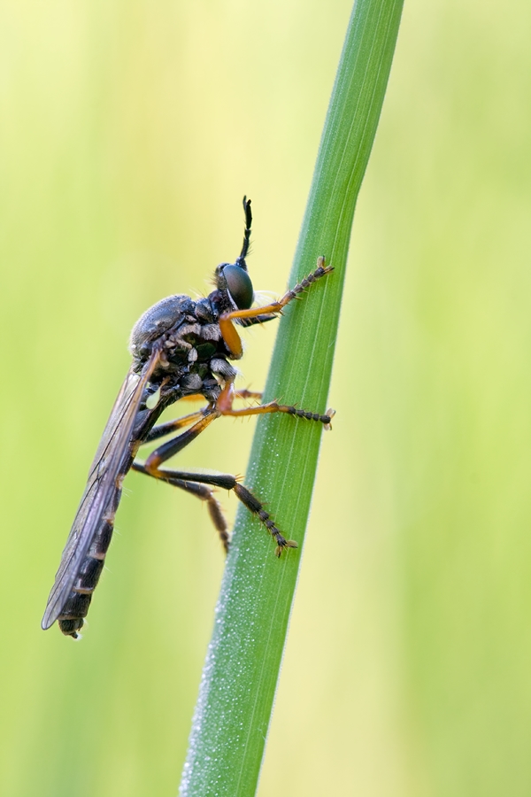 hoecker_habichtsfliege_118.jpg