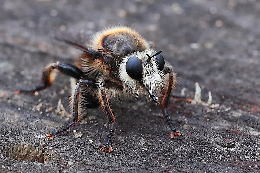 laphria_gibbosa_eiablage_4_130.jpg