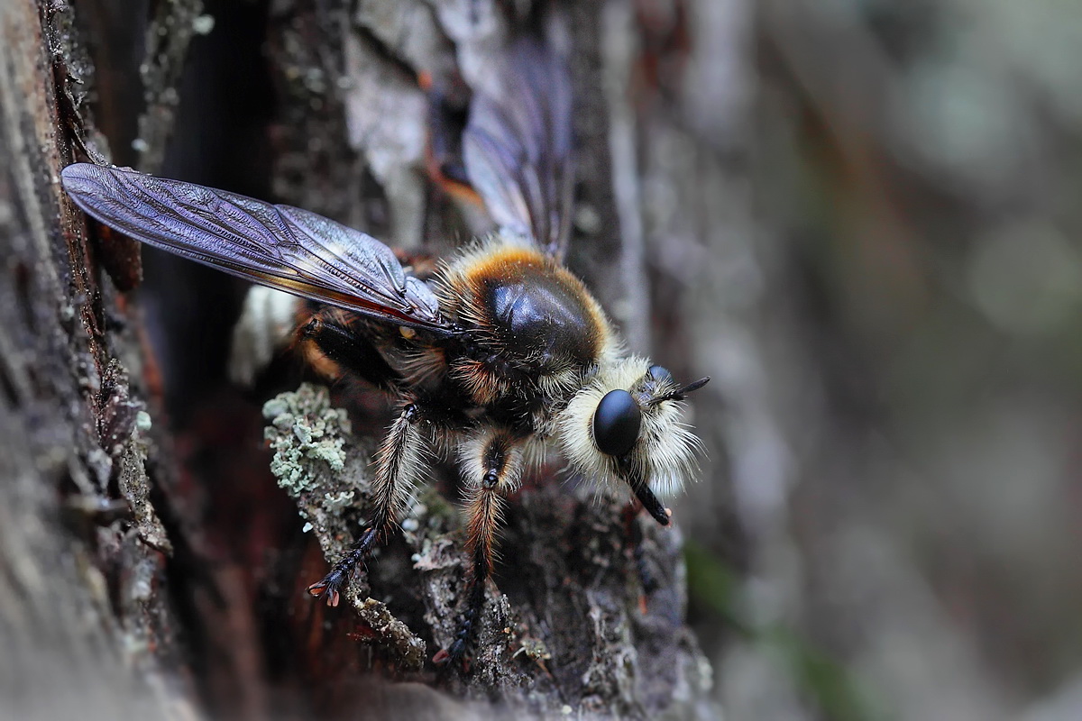 laphria_gibbosa_eiablage_2_136.jpg