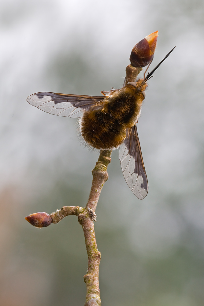 Bombylius_major-Grosser_Wollschweber-Wolfram.jpg