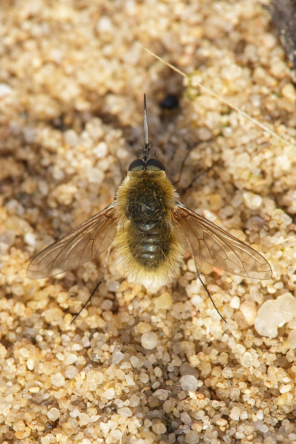 Systoechus_ctenopterus1.jpg