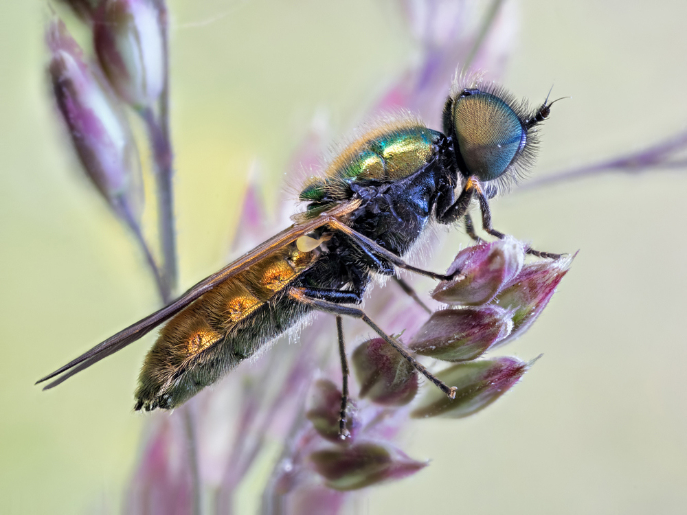 waffenfliege_chloromyia_formosa_10dbc3f8_3c78_4da4_aa67_99416b6d4107_105.jpg