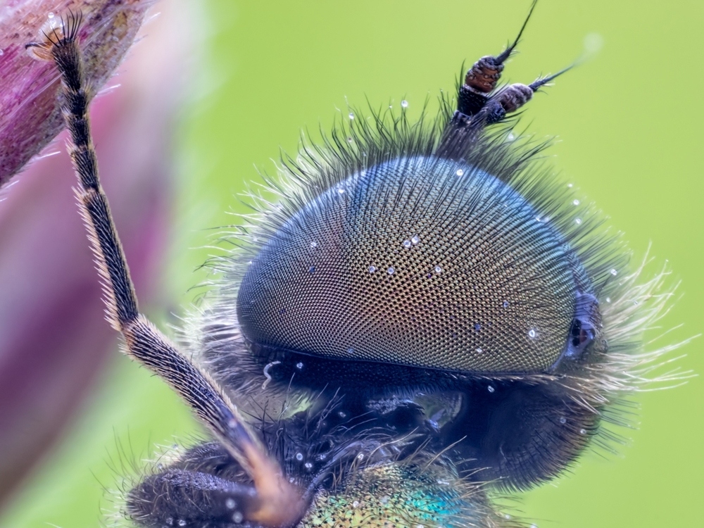 waffenfliege_chloromyia_formosa_2_b3c960e2_368b_4a60_ac0c_01a0468eab8f_349.jpg