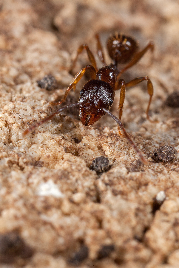 Aphaenogaster-2.jpg