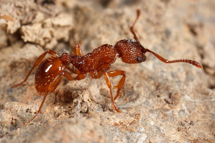 Myrmica_spec1.jpg