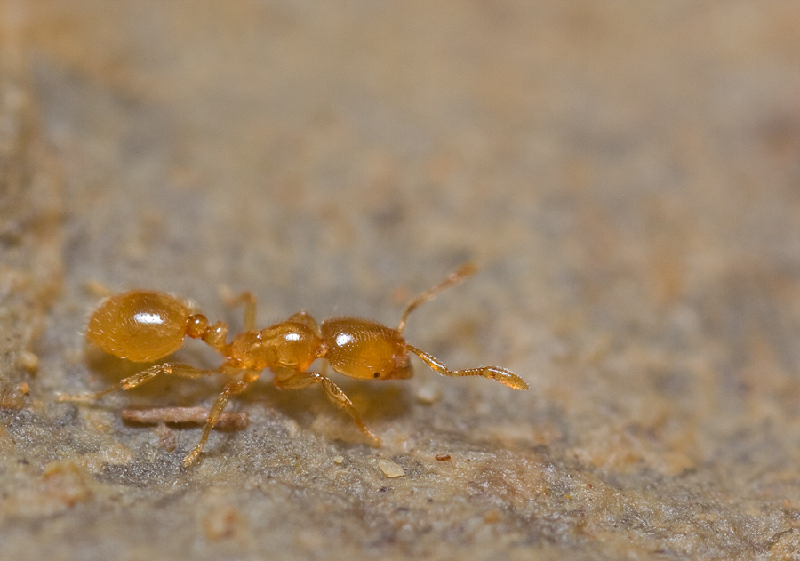 Solenopsis-1.jpg