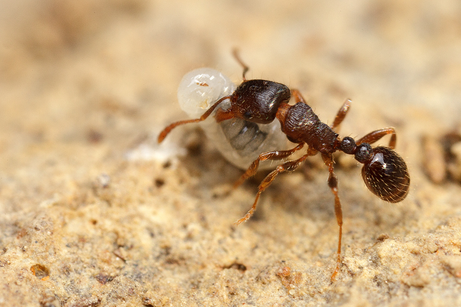 Tetramorium.jpg